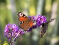 European Common Peacock butterfly Aglais io, Inachis io feeding on Summer Lilac flower Royalty Free Stock Photo