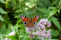 European Common Peacock butterfly (Aglais io, Inachis io) feeding on Summer Lilac flower Royalty Free Stock Photo