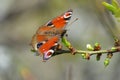 European Common Peacock butterfly Aglais io, Inachis io