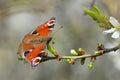 European Common Peacock butterfly Aglais io, Inachis io