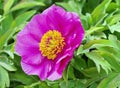 European or common peony (paeonia officinalis) Royalty Free Stock Photo