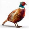 European Common Pheasant with Striking Plumage Isolated on White Background Royalty Free Stock Photo