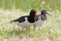 European Common Pied Oystercatcher (Haematopus ostralegus), Royalty Free Stock Photo