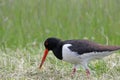 European Common Pied Oystercatcher (Haematopus ostralegus), Royalty Free Stock Photo