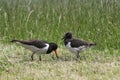 European Common Pied Oystercatcher (Haematopus ostralegus), Royalty Free Stock Photo