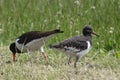 European Common Pied Oystercatcher (Haematopus ostralegus), Royalty Free Stock Photo