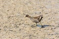 European or common rail, Rallus aquaticus in the albufera, Majorca lake, looking for small crustaceans to eat