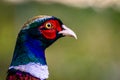 European common ring necked pheasant. Phasianus colchicus Royalty Free Stock Photo