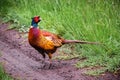 European common ring necked pheasant. Phasianus colchicus Royalty Free Stock Photo