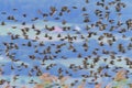 European or common starling, sturnus vulgaris, bird flock flying, Neuchatel, Switzerland Royalty Free Stock Photo