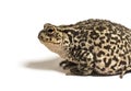 European common toad, Bufo bufo, Crapaud commun, isolated Royalty Free Stock Photo