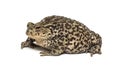 European common toad, Bufo bufo, isolated on white Royalty Free Stock Photo
