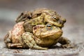 European common toad mating Royalty Free Stock Photo