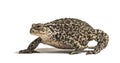 European common toad walking, Bufo bufo, isolated Royalty Free Stock Photo