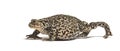 European common toad walking, Bufo bufo, isolated Royalty Free Stock Photo