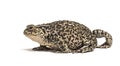 European common toad walking, Bufo bufo, isolated Royalty Free Stock Photo