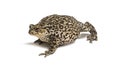European common toad walking, Bufo bufo, isolated on white Royalty Free Stock Photo