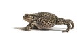 European common toad walking, Bufo bufo, isolated on white Royalty Free Stock Photo