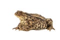 European Common toad on white Royalty Free Stock Photo