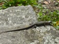 European common wall lizard complete view, sunning on stone slap.