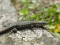 European Common wall lizard resting on stone slab in europe. Royalty Free Stock Photo