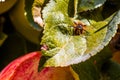 European common wasp Vespula Vulgaris damaging apple in the or Royalty Free Stock Photo