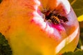 European common wasp Vespula Vulgaris damaging apple in the or Royalty Free Stock Photo