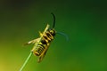 European Common Wasp Vespula Vulgaris Royalty Free Stock Photo