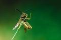 European Common Wasp Vespula Vulgaris Royalty Free Stock Photo