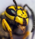 European common wasp Vespula Vulgaris Royalty Free Stock Photo
