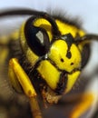 European common wasp Vespula Vulgaris Royalty Free Stock Photo