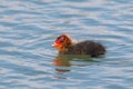 European coot chick on the lake. Fulica atra Royalty Free Stock Photo