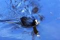 European Coot Duck Singel Canal Amsterdam Holland Netherlands