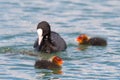 European coot feeding her chick on the lake on a lake. Fulica atra