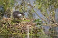 European Coot Fulica atra chick