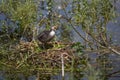 European Coot Fulica atra chick