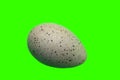 European coot Fulica atra egg