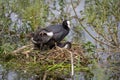 European Coot Fulica atra chicks and parent