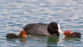 European coot Fulica atra feeding her chick on the lake