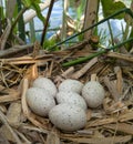 European coot nest