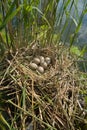 European coot nest