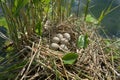 European coot nest