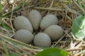 European coot nest