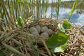 European coot nest