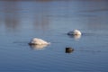 European coot watching two swans diving for food Royalty Free Stock Photo