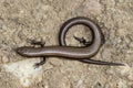 European copper skink or Snake-eyed skink, Ablepharus kitaibelii