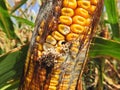 European corn borer damages and gibberella ear rot on the corn cob. Royalty Free Stock Photo