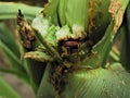 European corn borer\'s (Ostrinia nubilalis) pupa in the corn stalk.