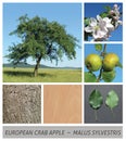 European Crab Apple, apple tree, malus, sylvestris, wild apple, wild