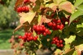 European Cranberrybush Royalty Free Stock Photo